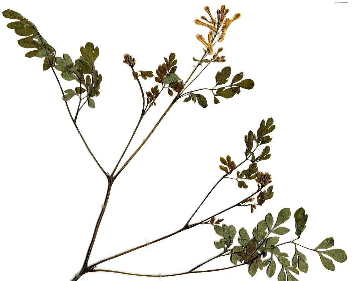 Pseudofumaria lutea (Papaveraceae)
